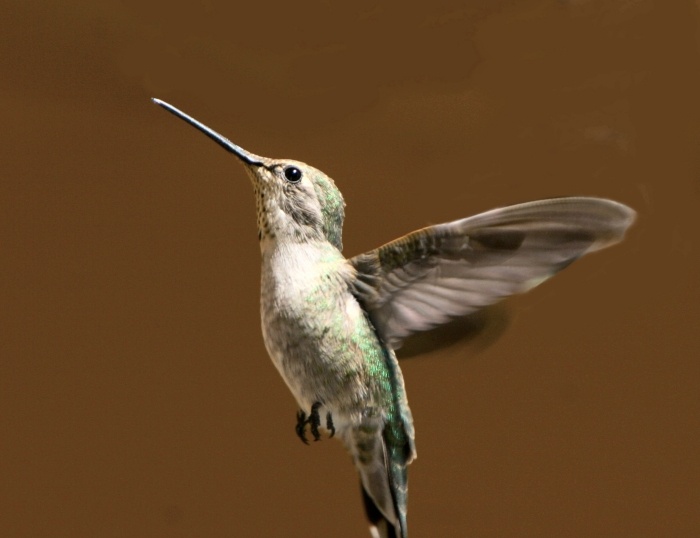 Hummingbird4