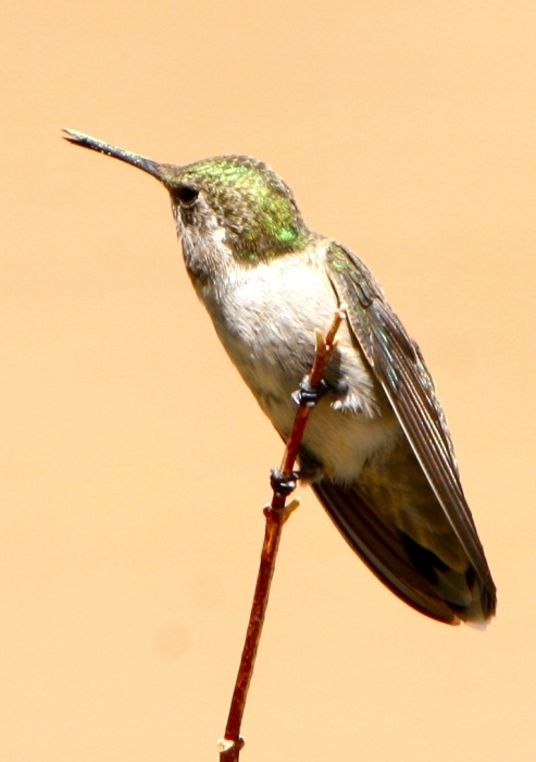 Hummingbird5