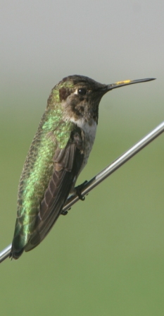 Hummingbird1