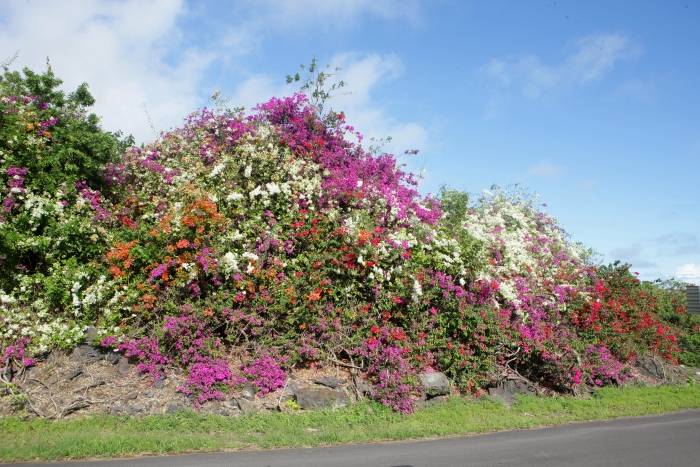 FlowerBushes