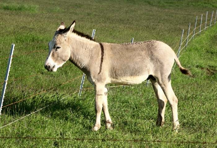 Donkey