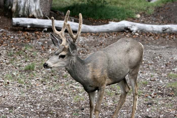 WheelerDeer