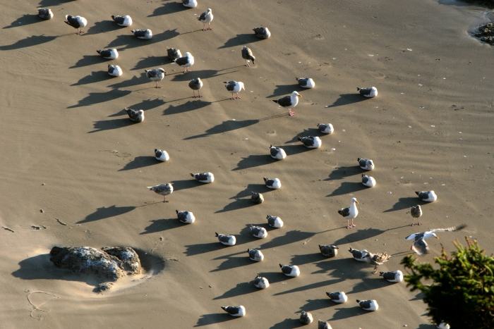 Birds on Beach