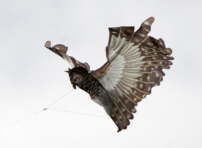 Kite