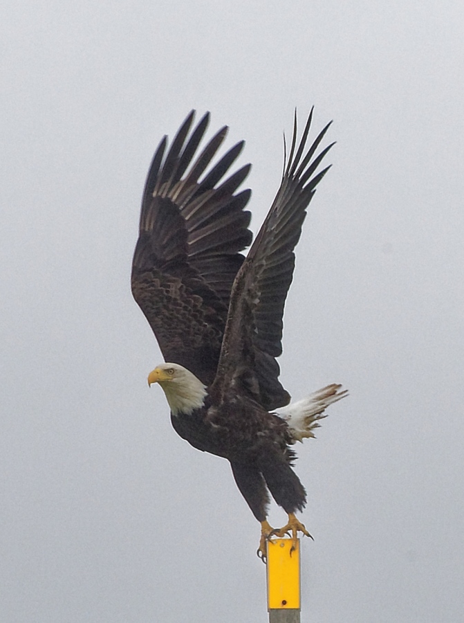 EagleTakeoff