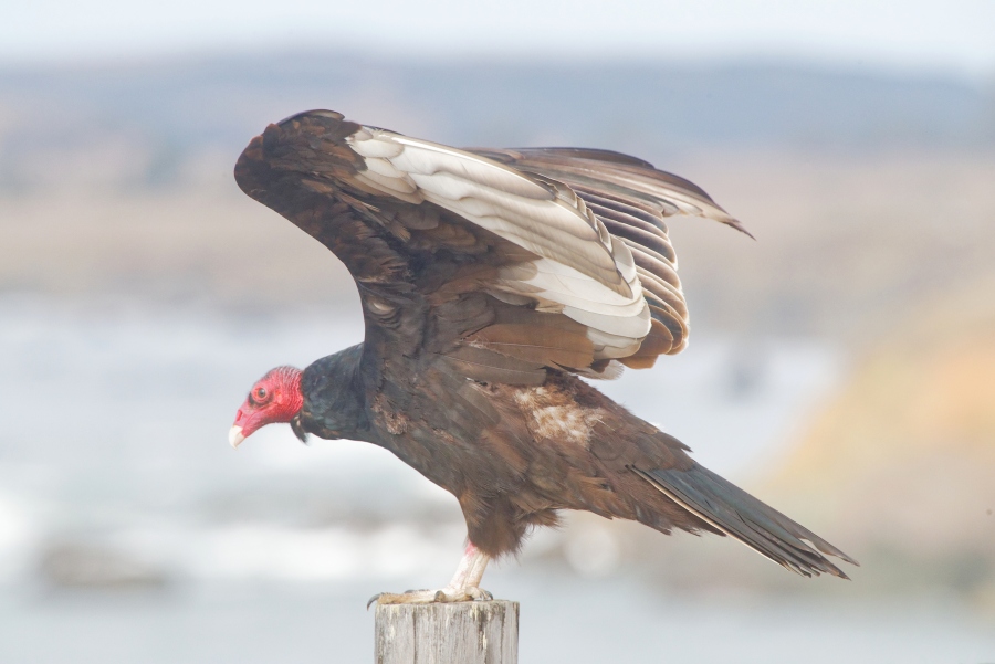 CaliforniaCondor