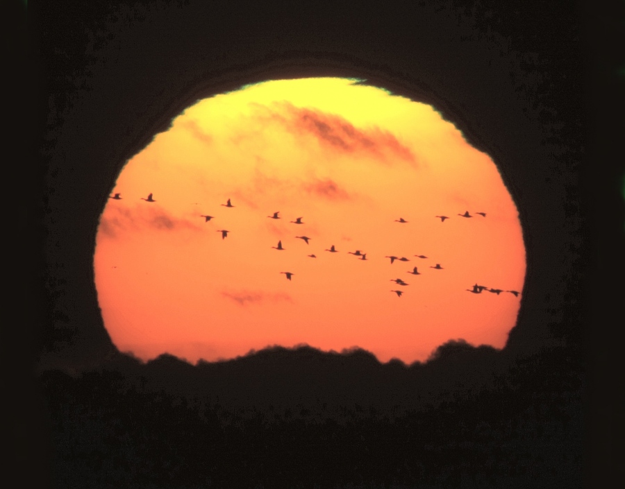 SunsetBirds