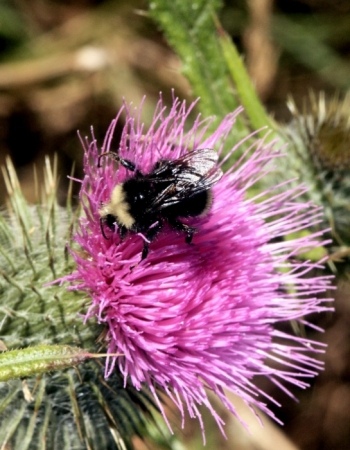 Bee2