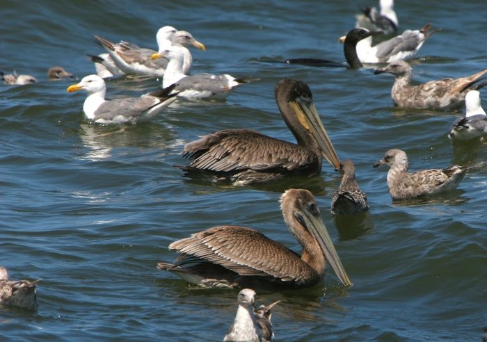 Pelican6