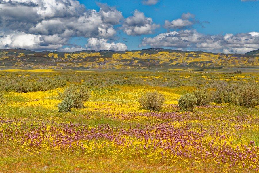 CarrizoPlain