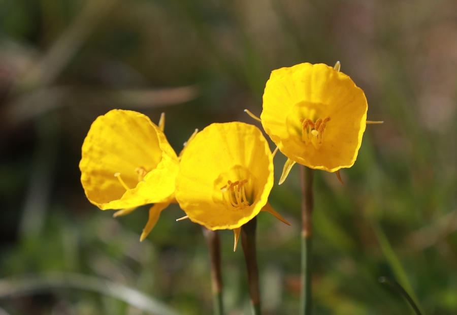 Daffodils