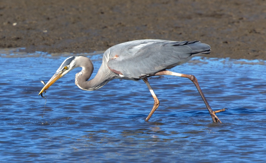 BlueHeron