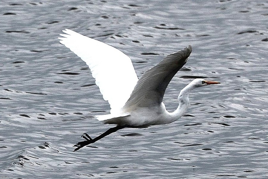 Egret