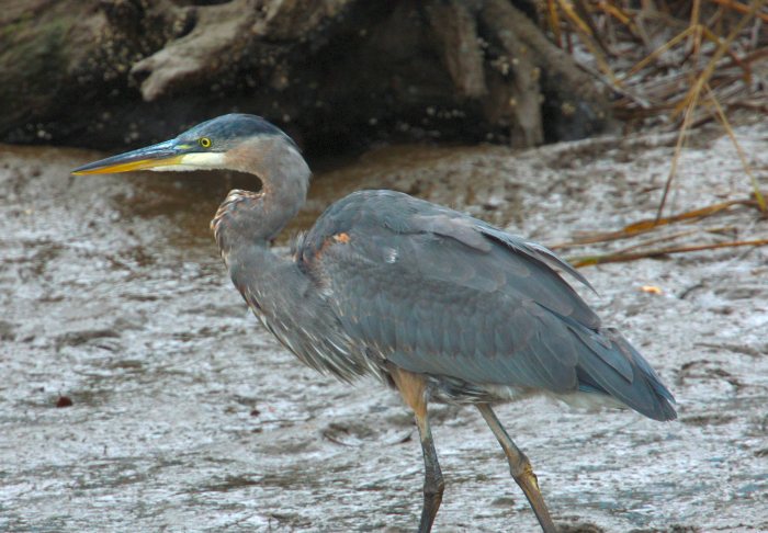 heron