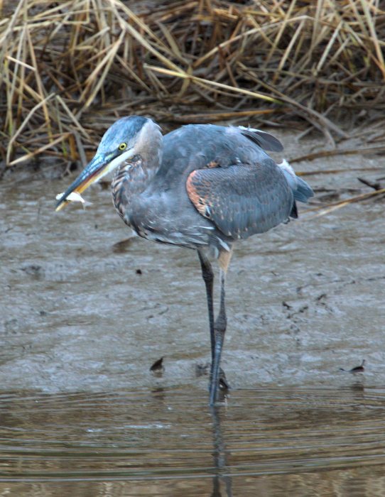 heron