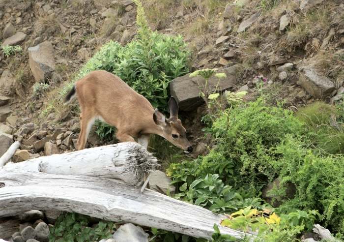 Deer