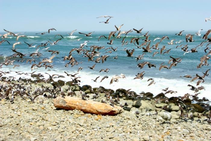 Birds2