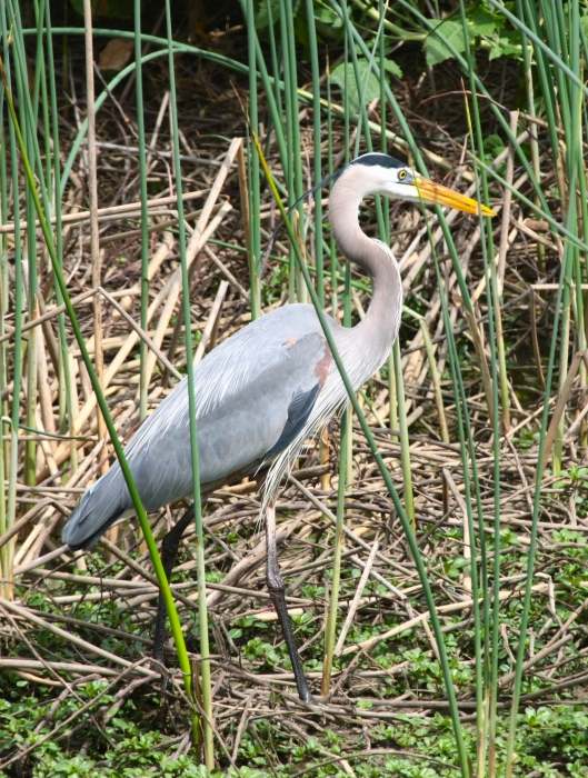 heron