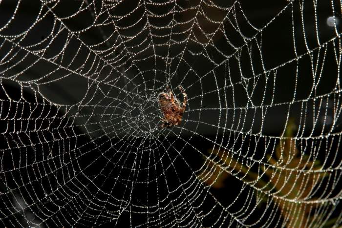 SpiderWeb