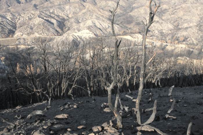 CrestFire