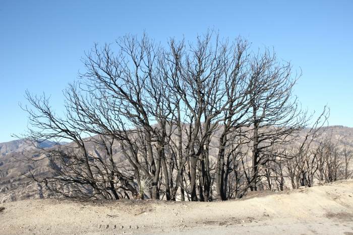 CrestFire