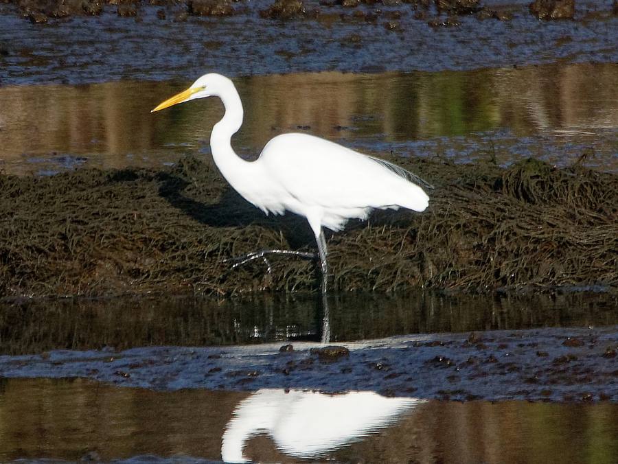 Egret