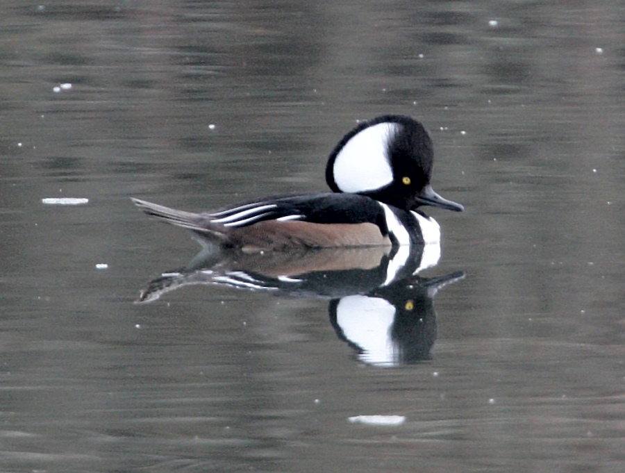 HoodedMerganser