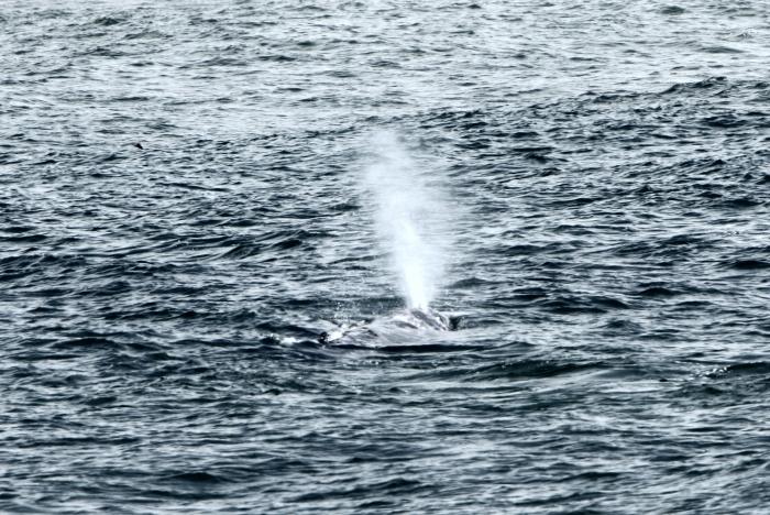 WhaleBlowSpout