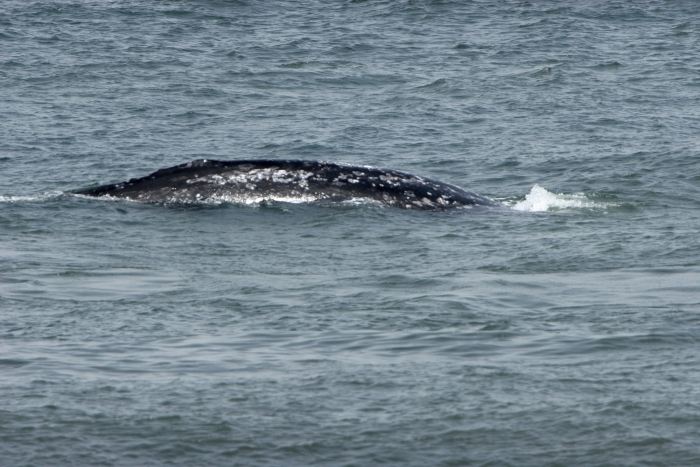 Whale