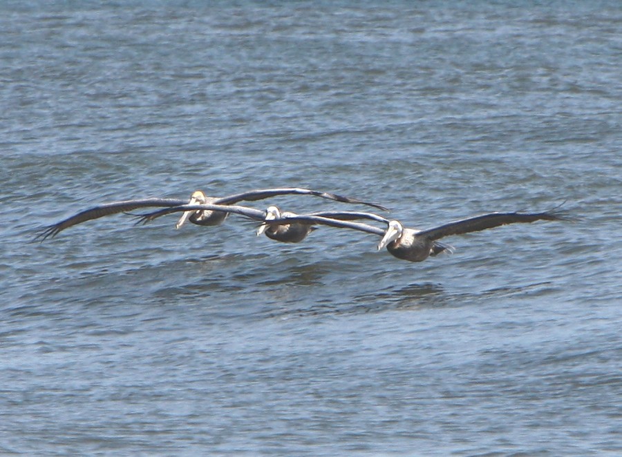 Pelicans