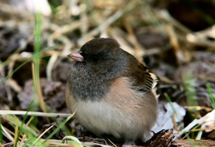 Junco