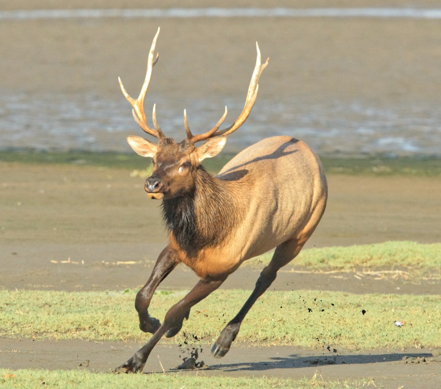 Elk