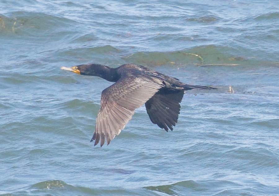 Cormorant