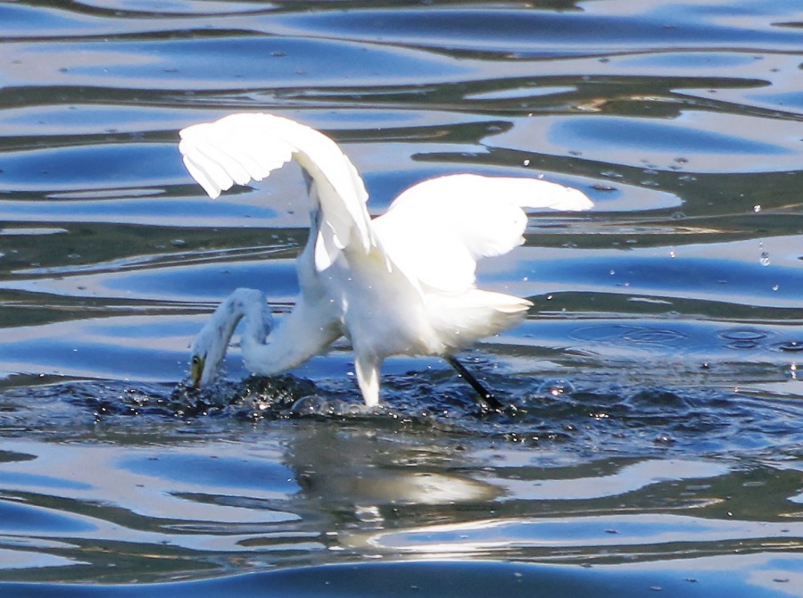 Egret