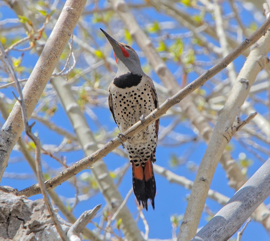 Woodpecker