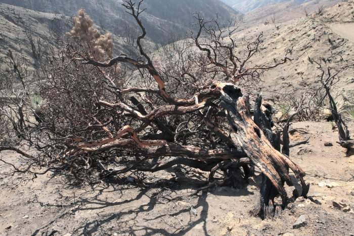 CrestFire