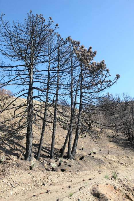 CrestFire
