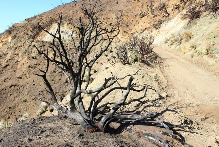 CrestFire