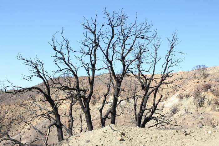 CrestFire
