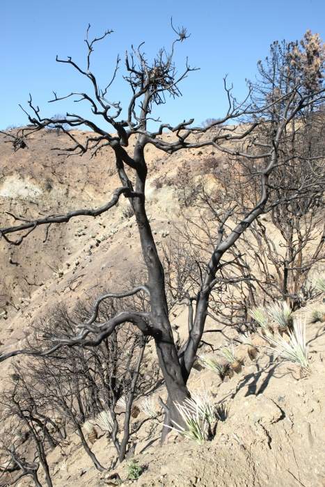 CrestFire