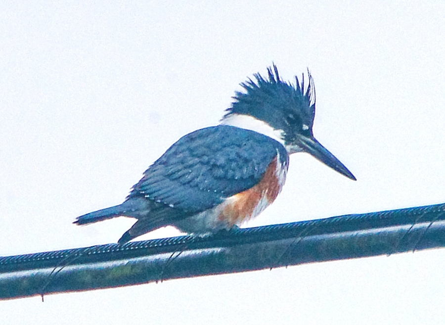 Kingfisher