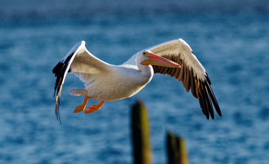 Pelican