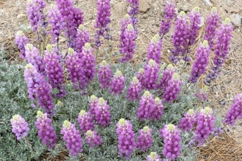 Lupine