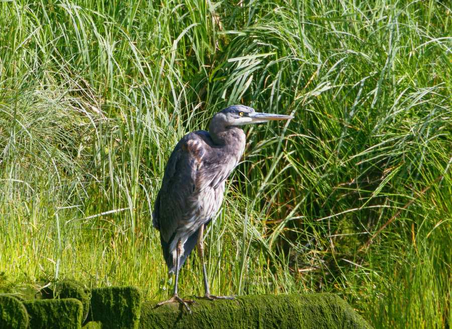 Blue Heron