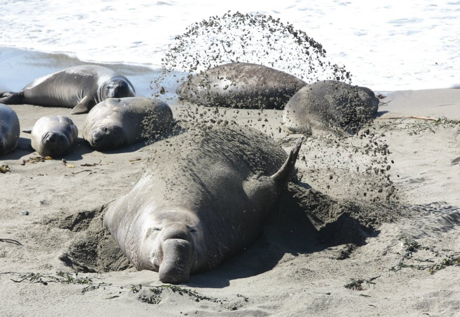 ElephantSeal