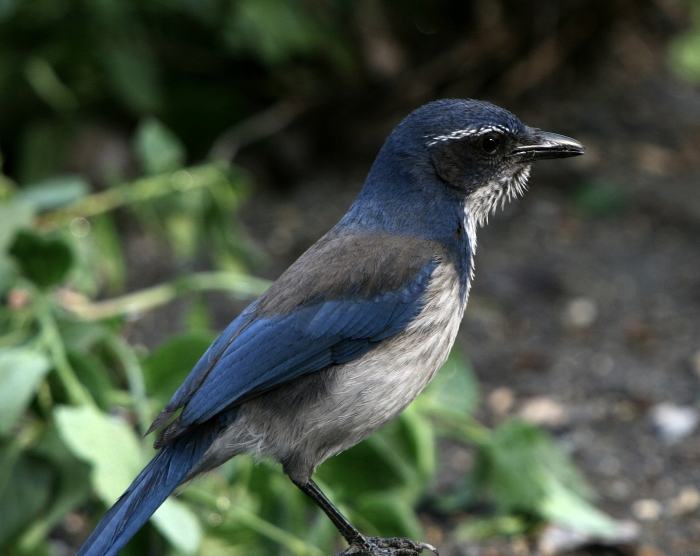 BlueBird