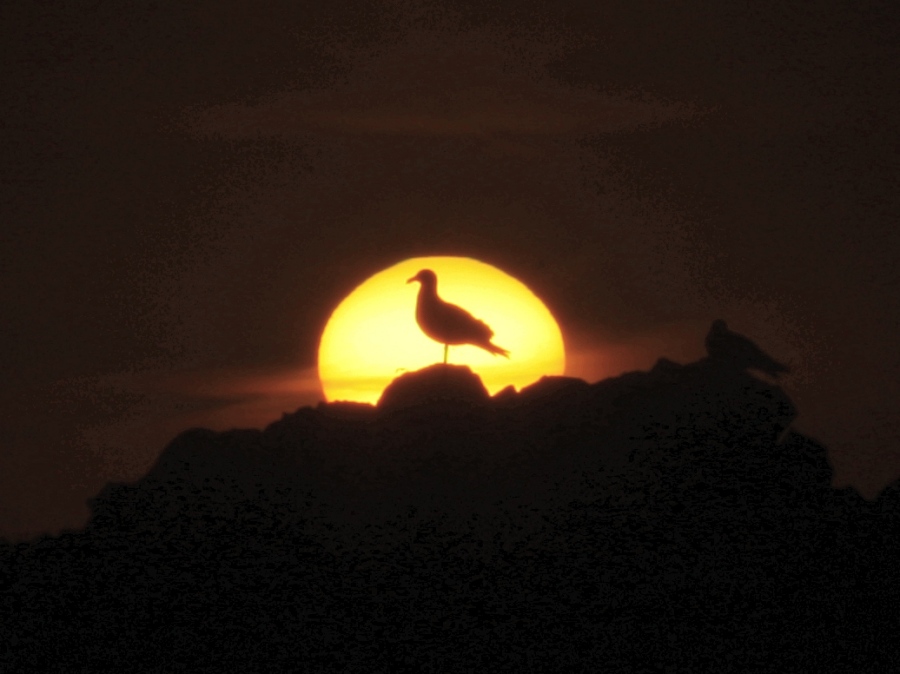 BirdSunset