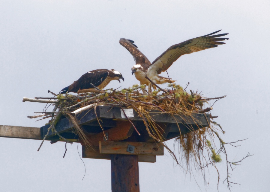 Osprey