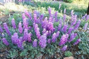 Lupine
