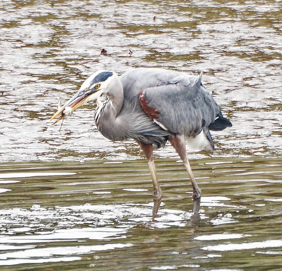 BlueHeron